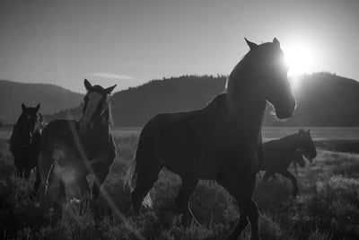 horses at diamond cross ranch + z supply
